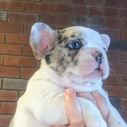 French Bulldog Puppies from Mon Chien Frenchies