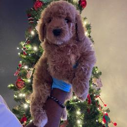 Pecan - Red  female Goldendoodle puppy in Richmond, Texas from Harper’s Heartbeats