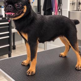 Ima Jean - Brussels Griffon