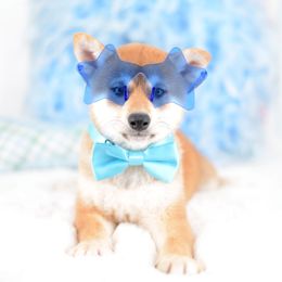 Howl -FULL REGISTRATION INCLUDED- - Red male Shiba Inu puppy in Neosho, Missouri from Kenny Cave K9s