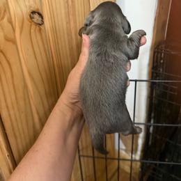 Bluey - Blue and tan male Dachshund puppy in Wappapello, Missouri from Kandb Dachshunds