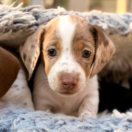 Boy 1 - Dapple male Dachshund puppy in Hollidaysburg, Pennsylvania from Weenie Bros