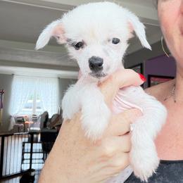 Tiny white girl - White female Chinese Crested puppy in Capac, Michigan from Puddles Palace Puppies