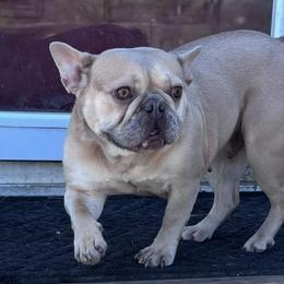 Laya - French Bulldog