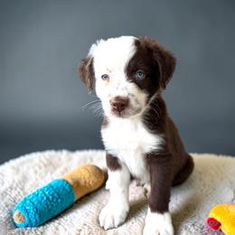 Bentley - Red tri-color male Australian Shepherd puppy in Statesville, North Carolina from Charming Australian Shepherds