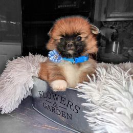 Pomeranian Puppies from Lovingood Farms