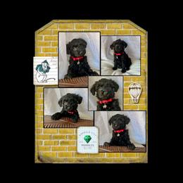 Yorkipoo Puppies from Emerald City Poodles