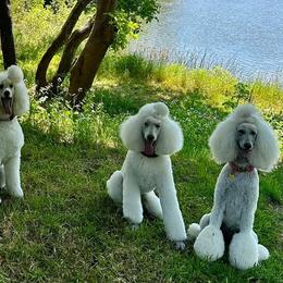 Poodles from De Marsant Poodles