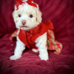 Lil Angel - White female Poodle puppy in Newcomerstown, Ohio from Sheri’s Lil Angel’s
