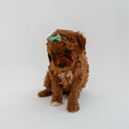 Everest - Red  female Goldendoodle puppy in Springfield, Tennessee from BK3 Miniature Goldendoodles