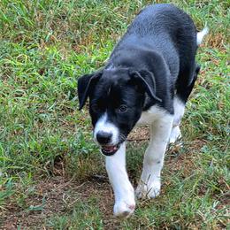 Beth (Puppy 2 -Female) - Black and white female Border Collie puppy in Danielsville, Georgia from MABorderCollies