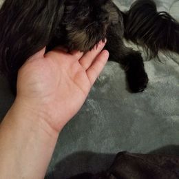 Mooch - Shih Tzu