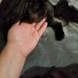Mooch - Shih Tzu