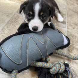 Pembroke Welsh Corgi Puppies from Courtlyn's Corgis