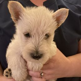 Carleigh - Wheaten female Scottish Terrier puppy in Fenton, Michigan from Carnes Croft Scotties