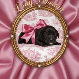 Lady Penelope - Black female Goldendoodle puppy in Moncks Corner, South Carolina from Sweetgrass Goldendoodles of Moncks Corner