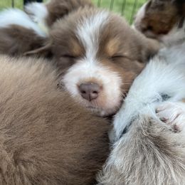 Australian Shepherd Puppies from Quiet Cove Kennels