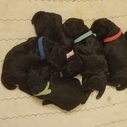 Kerry Blue Terrier Puppies from Lookout Kerry Blues