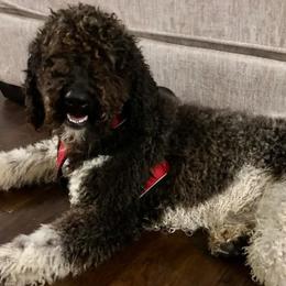 Goldendoodles and Poodles from Greg Ridgeway