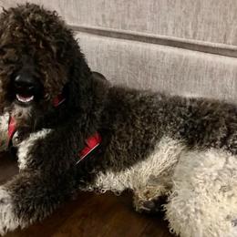 Goldendoodles and Poodles from Greg Ridgeway
