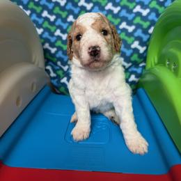 Argentina - Parti male Poodle puppy in New Britain, Connecticut from Poodles of New England