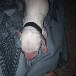 Black - Frodo - White and black male Dalmatian puppy in Jacksonville, Florida from Sunrise Dalmatians 🌄