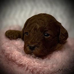 Mabel - Red female Cavapoo puppy in North Branch, Minnesota from Rosie’s Pups MN