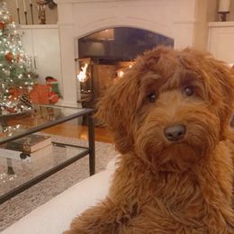 Gracie - Australian Labradoodle
