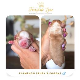 Flamenco - Caramel red male Australian Labradoodle puppy in Clarksville, Tennessee from Fairytale Lane Australian Labradoodles
