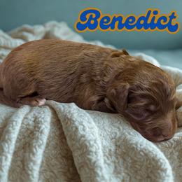 Benedict - Sable male Aussiedoodle puppy in Ellenburg Center, New York from Kristin's Puppies
