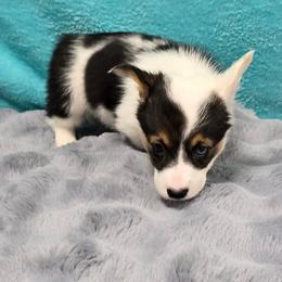 MINNIE one blu eye - White and black female Pembroke Welsh Corgi puppy in Walker, Iowa from Double K Corgis