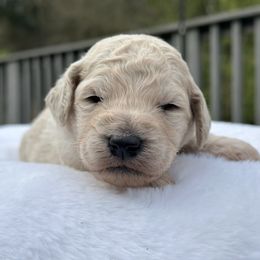 Frosty - Black male Goldendoodle puppy in Rainier, Oregon from Beaver Springs Puppies