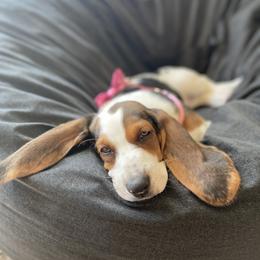 Basset Hound All Grown Up from Farm Town Hounds
