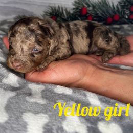 Girl 1 - Bernedoodle puppy in Modesto, California from Two Doods Doodles