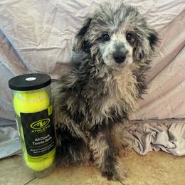 Wall-e - Parti male Poodle puppy in Bell, Florida from BellCrist Little bits