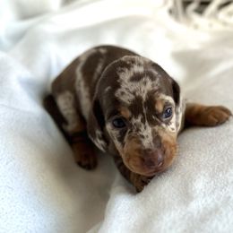 Dachshund Puppies from Weenie Bros