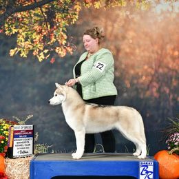 EVA - Siberian Husky