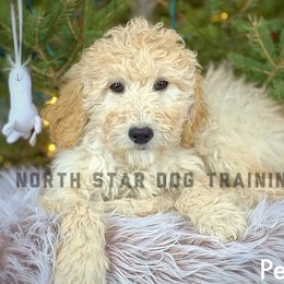 Peach - Cream Goldendoodle puppy in Lancaster, Minnesota from North Star Dog Training