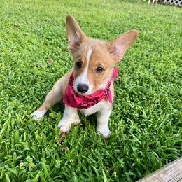 Pink collar - White and red female Pembroke Welsh Corgi puppy in Apopka, Florida from Connie’s Corgies