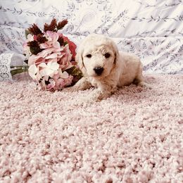 Bernedoodle and Labradoodle Puppies from Royal Doodles