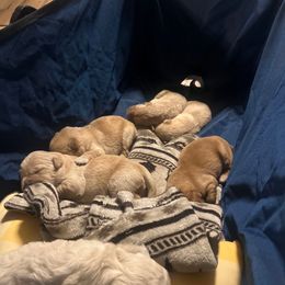 Simba - Brown male Maltipoo puppy in San Antonio, Texas from Maria Ramirez