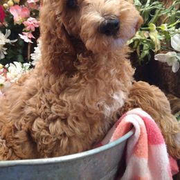 Madonna - Goldendoodle puppy in Plantation, Florida from BAJAdoodles