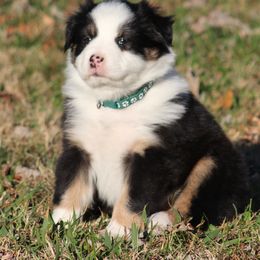 Zola  black tri female - Black tri-color female Australian Shepherd puppy in Cookeville, Tennessee from Spring Creek Aussies