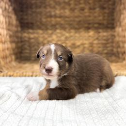 Tiki - Red tri-color female Australian Shepherd puppy in Unionville, Iowa from Soap Creek Kennels