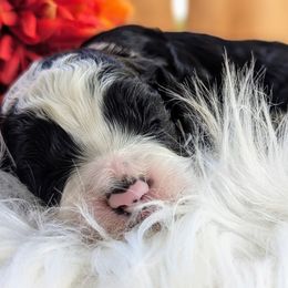 Cockapoo Puppies from Utah Cocker Spaniels