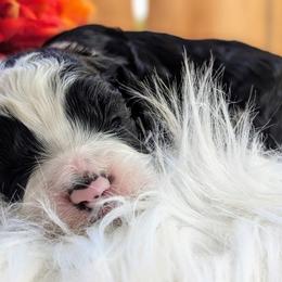 Cockapoo Puppies from Utah Cocker Spaniels