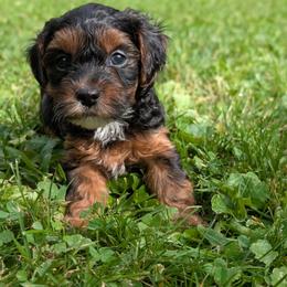 Monday - Black and tan male Yorkipoo puppy in Coshocton, Ohio from Forever Family Puppies