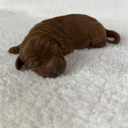 Happy - Red  male Goldendoodle puppy in Warsaw, Ohio from Lovabledoodles