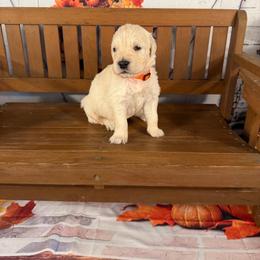Boy 1 (Olympus) (orange collar) - Light golden male Golden Retriever puppy in Hubbard, Ohio from Whickering Pines Golden Retrievers