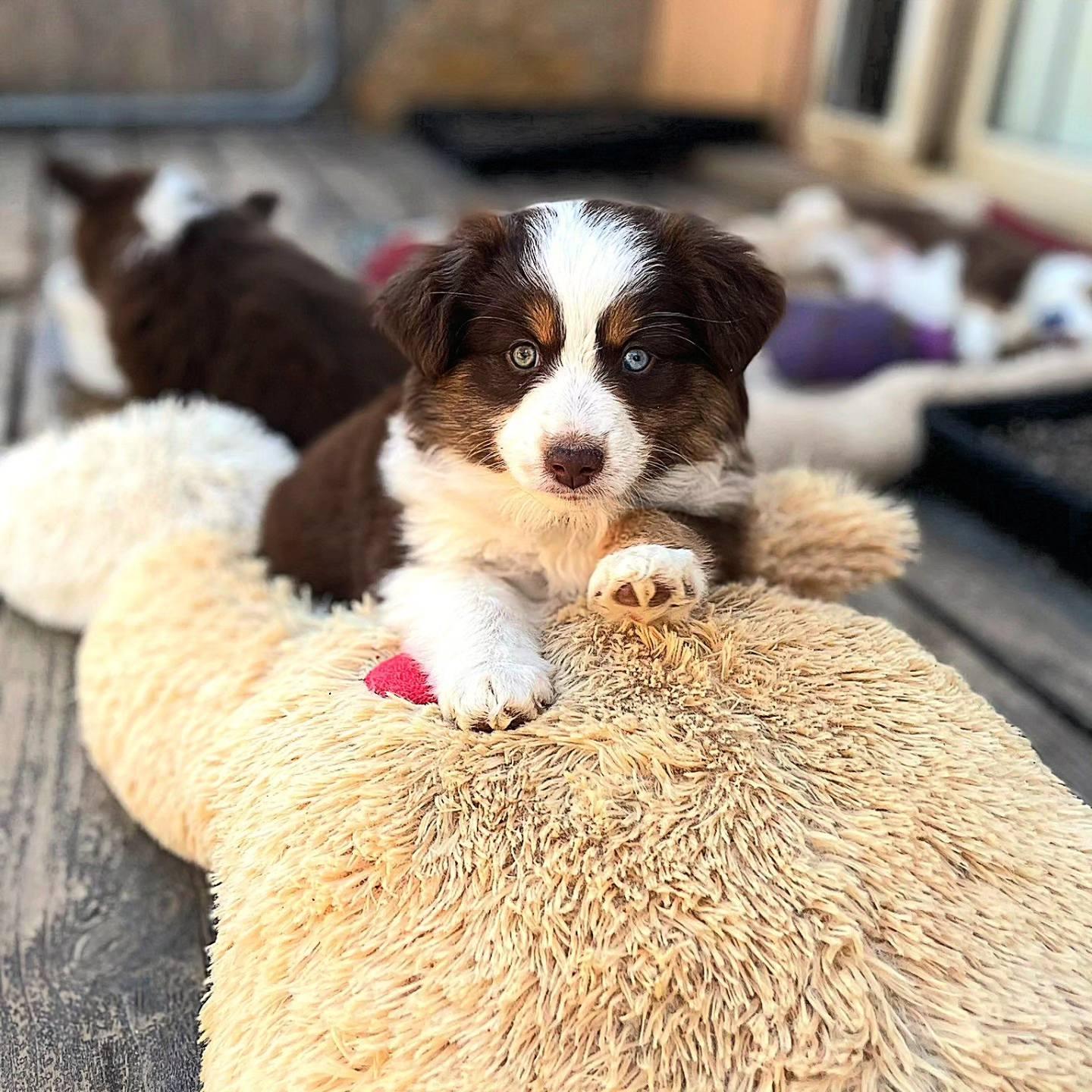 Sheppard Dogs Ranch EZ Ranch Australian Shepherds in Texas | Miniature Australian Shepherd ...
